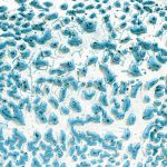 AMACO Crawls - CR-22 - Speckled Teal - 1  pint